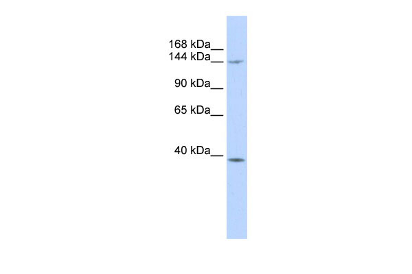 1 - SMC4 antibody - middle region AI12658