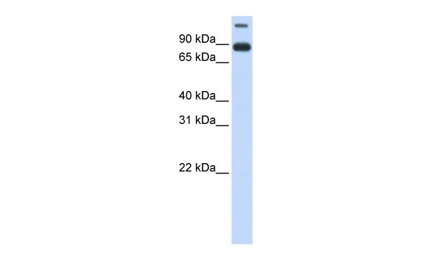 1 - TMEM48 antibody - middle region AI12668