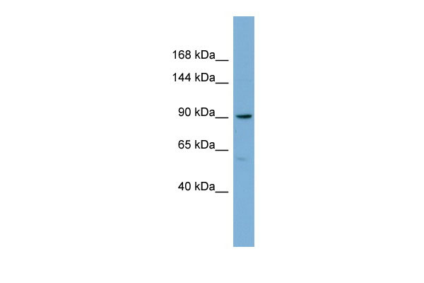 1 - E2F8 antibody - middle region AI12829