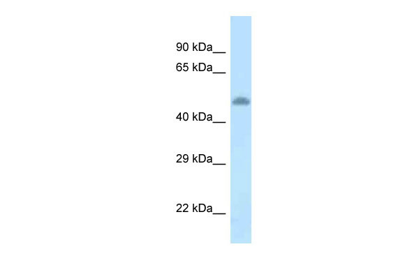 1 - Tat antibody - C-terminal region AI12909