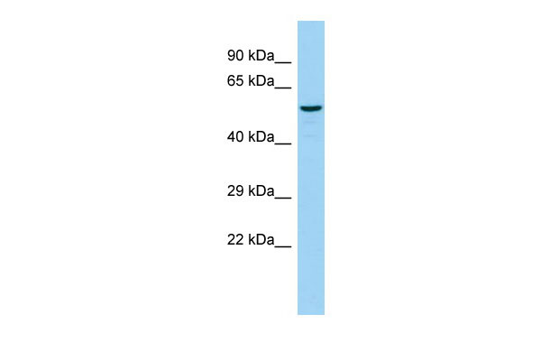 1 - St8sia4 Antibody - C-terminal region AI12931