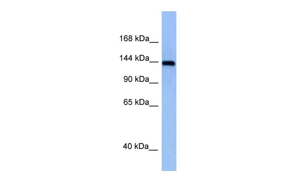1 - Tnik antibody - middle region AI12939