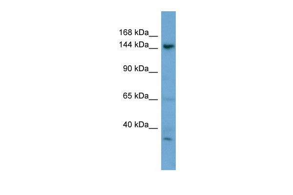 1 - GNPTAB antibody - N-terminal region AI13088