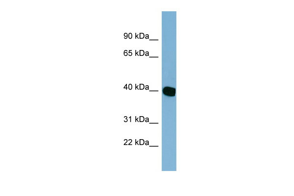 1 - C14orf148 antibody - middle region AI13442