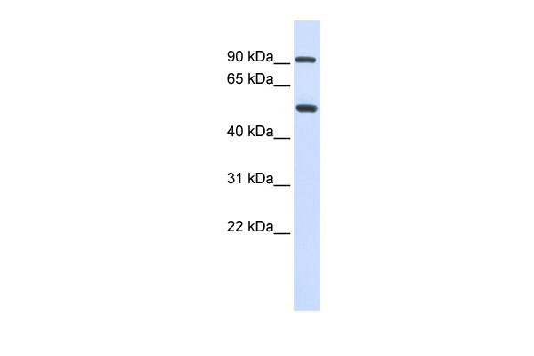 1 - LOXL1 antibody - middle region AI13686