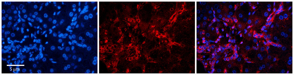 2 - RPE antibody - middle region AI13993