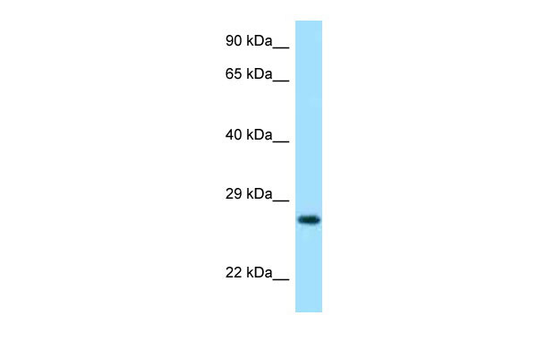 1 - LYG2 antibody - N-terminal region AI14592