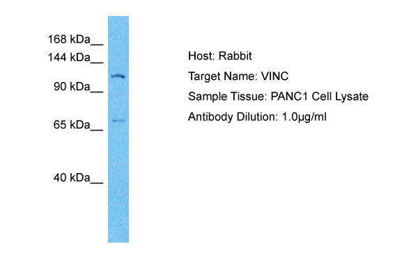 1 - VINC Antibody - C-terminal region AI14610