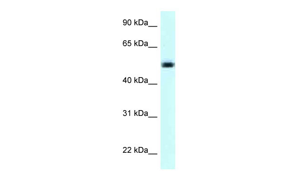 1 - NAPRT1 antibody - C-terminal region AI14881