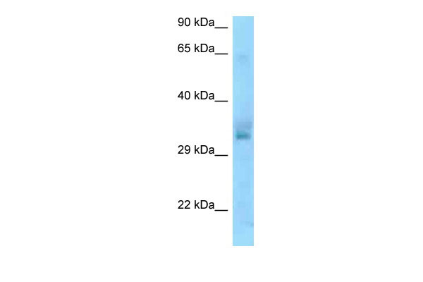 1 - UCP1 antibody - N-terminal region AI14934