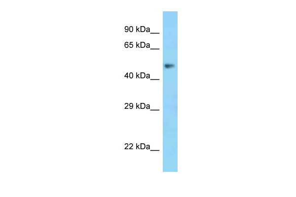 1 - MSR1 antibody - N-terminal region AI14984
