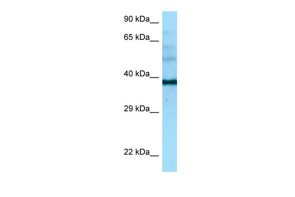 1 - NAPSA antibody - middle region AI15117