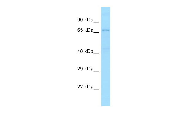 1 - TXNRD3 Antibody - N-terminal region AI15151