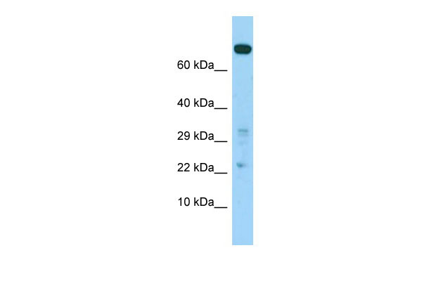 1 - COASY Antibody - C-terminal region AI15361