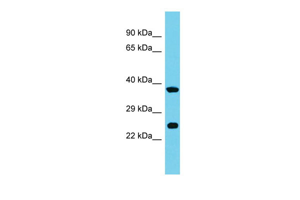 1 - MRPS26 Antibody - C-terminal region AI15665