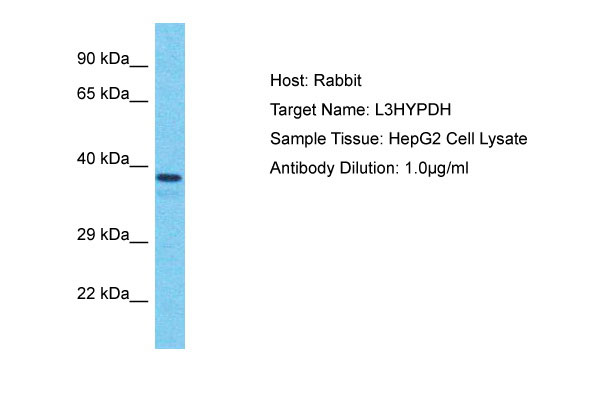 1 - L3HYPDH Antibody - C-terminal region AI15719