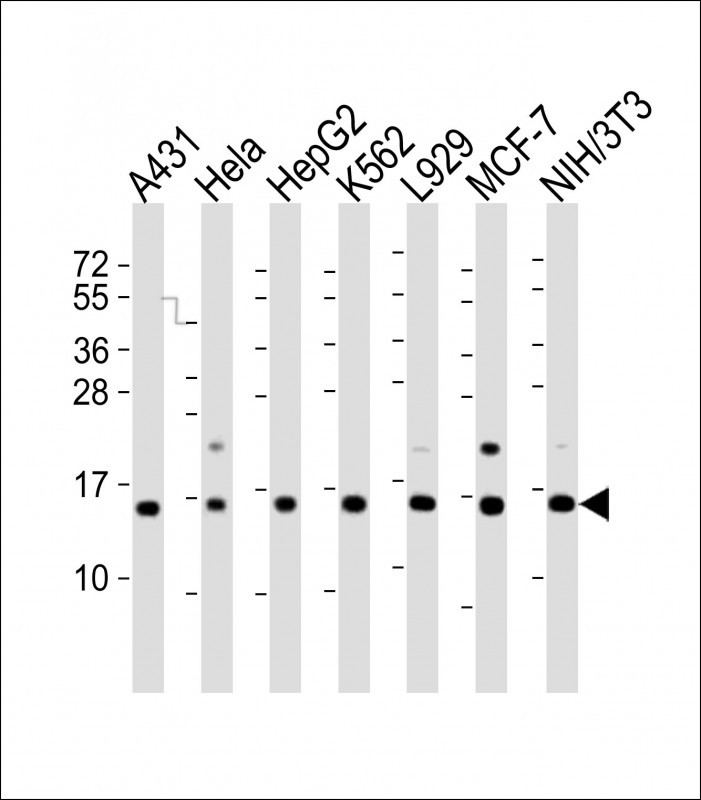 1 - HIST1H2AG Antibody (Center) AP20584c