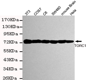 1 - TORC1 Antibody AP52758