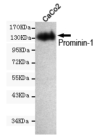 1 - Prominin-1 Antibody AP52801