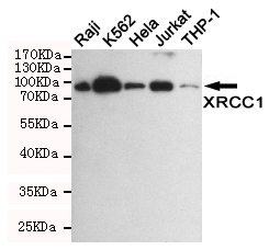 1 - XRCC1 Antibody AP52839