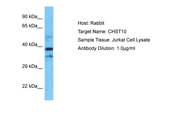 1 - CHST10 Antibody - C-terminal region AI16088