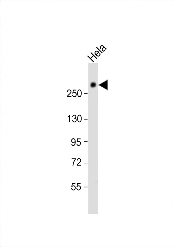 1 - Nestin Antibody (S1409) AP2020D