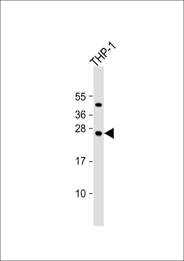 1 - HMGB2 Antibody AP53302