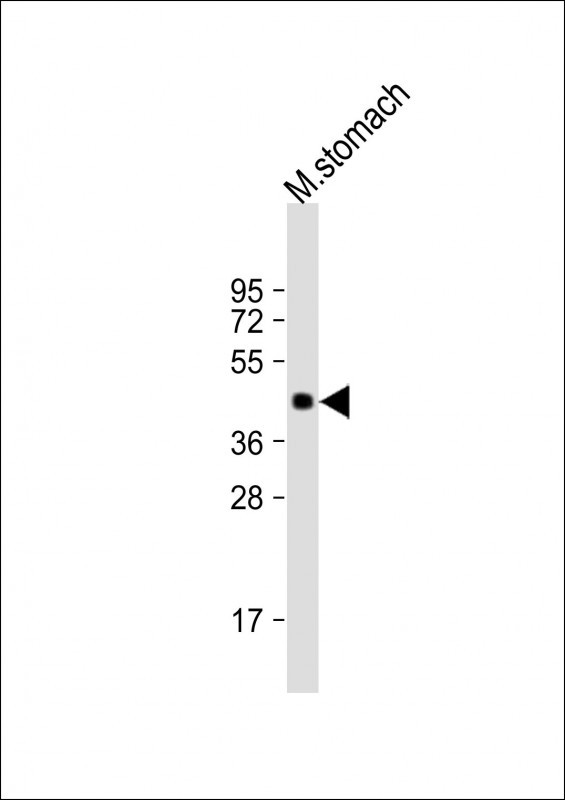 1 - MBOAT4 Antibody (Center) AP12316c