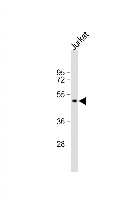 1 - TDO2 Antibody (N-term) AP14344a