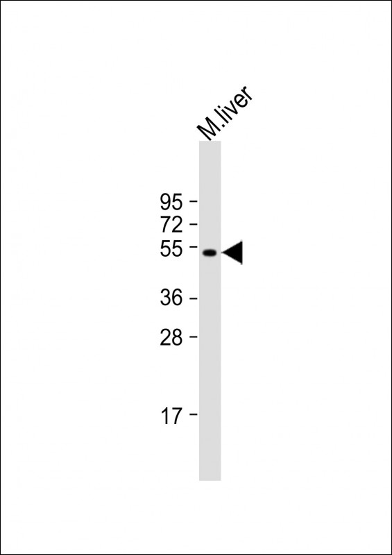 1 - ALDH8A1 Antibody (C-term) AP1479B