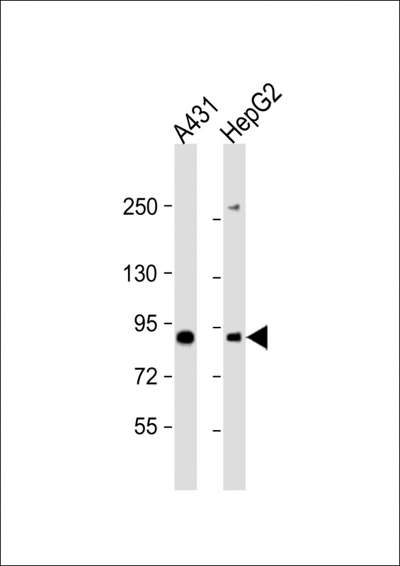 1 - E2F8 Antibody (C-Term) AP21882b