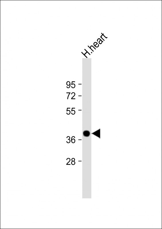 1 - NMNAT1 Antibody (C-Term) AP21922b