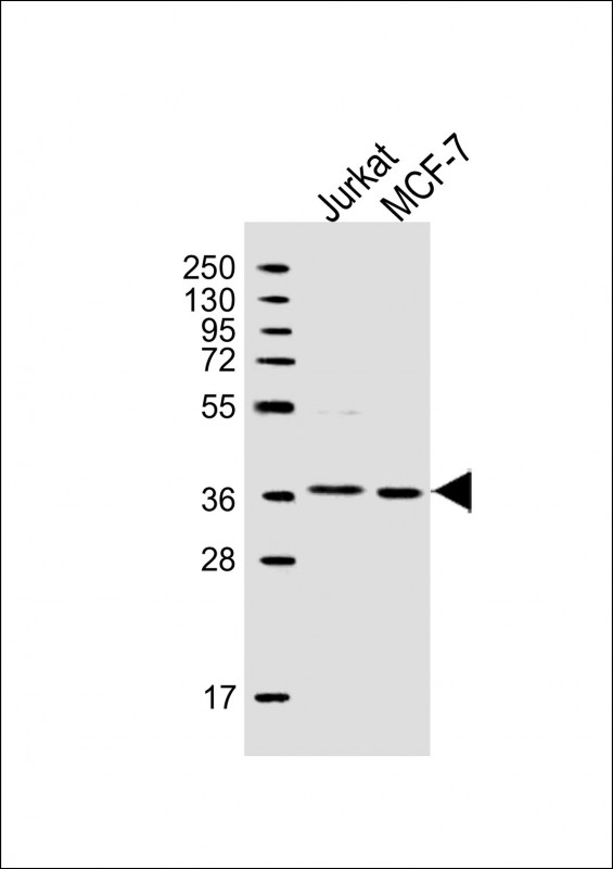 1 - MFRN2 Antibody (N-term) AW5588
