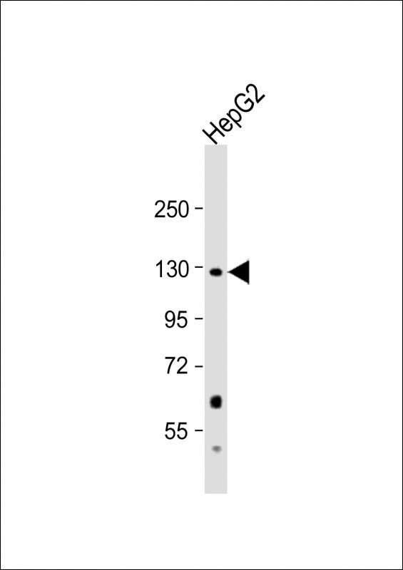 1 - PC Antibody (N-term) AP12494A