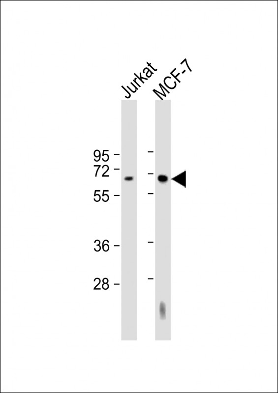 1 - HEXB Antibody (Center) AP21947c
