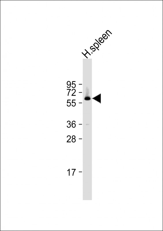 1 - SLAMF1 Antibody (Y307) AP2864a