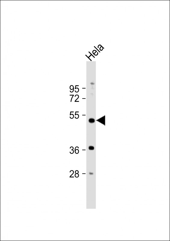1 - NR1I2 Antibody (Center) AP8674C