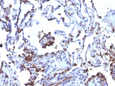2 -  CD63 (Late Endosomes Marker) Antibody - With BSA and Azide AH12788