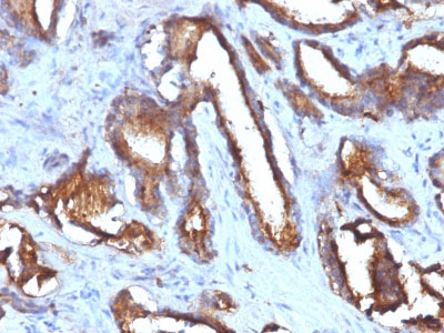 2 -  CD63 (Late Endosomes Marker) Antibody - With BSA and Azide AH12788
