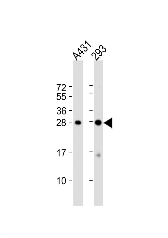 1 - H1FX Antibody (C-term) AP13731B