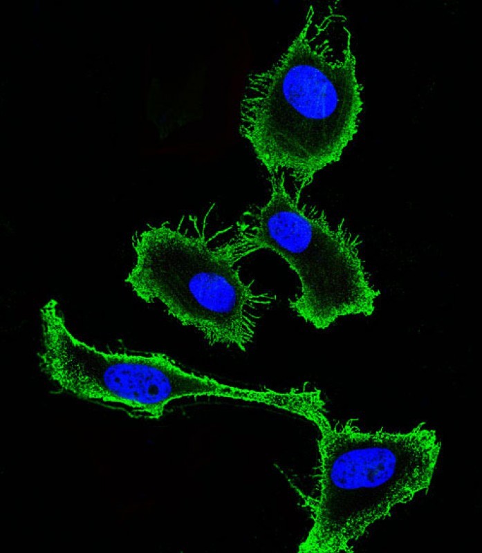 3 - CD9 Antibody (Center) AP1482D