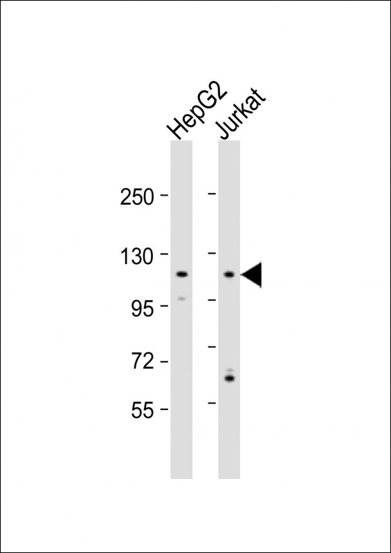 1 - MAN2C1 Antibody(N-term) AP19732a