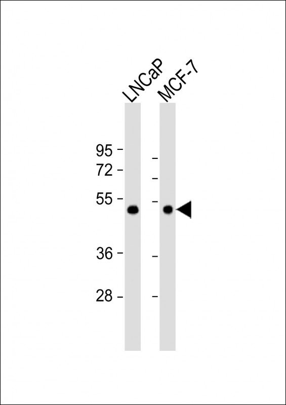 1 - TXNIP Antibody(N-term) AP19855a