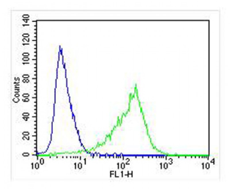 4 - Nestin Antibody (S1409) AP2020D