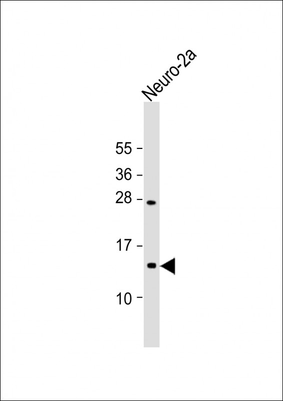 1 - EIF1 Antibody (Center) AP21971c