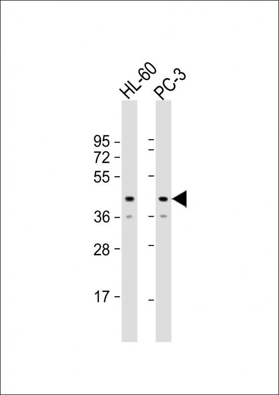 1 - MRI1 Antibody (Center) AP22034c