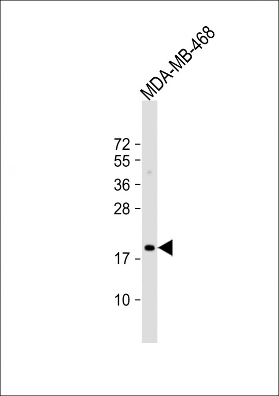 1 - MAFF Antibody (Center) AP6837C