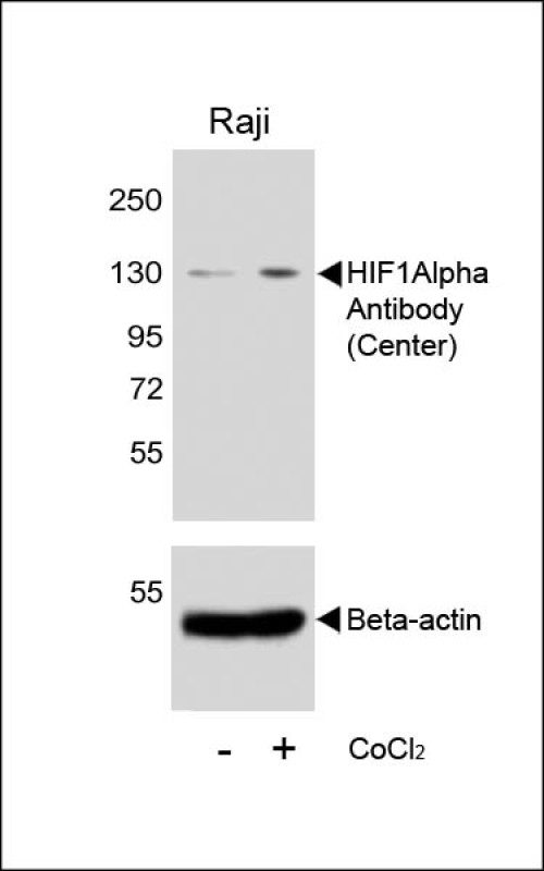 1 - HIF1Alpha Antibody (Center) AP7759C