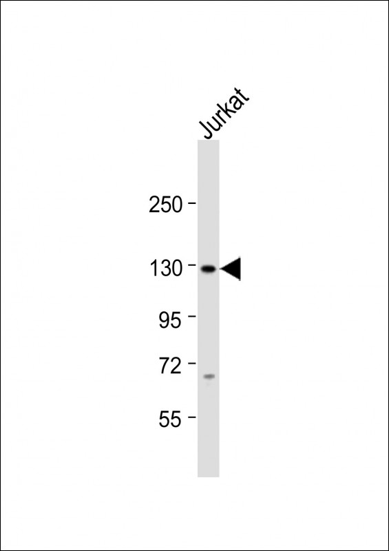 1 - SREBF1 Antibody (Center) AP8732c