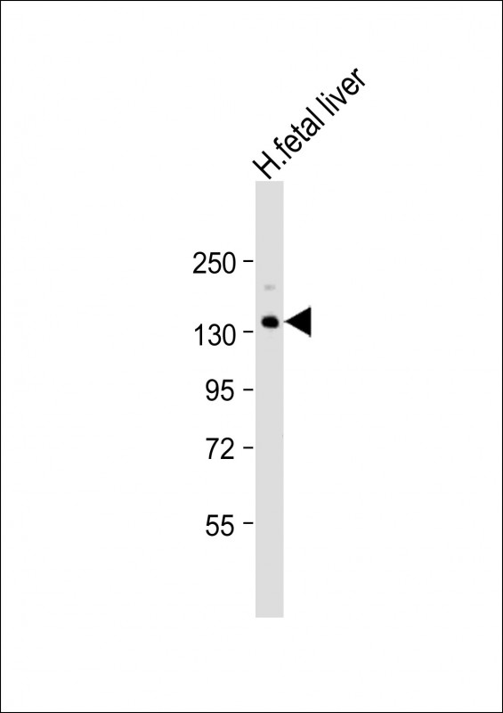 1 - XDH Antibody (N-term) AP9277A